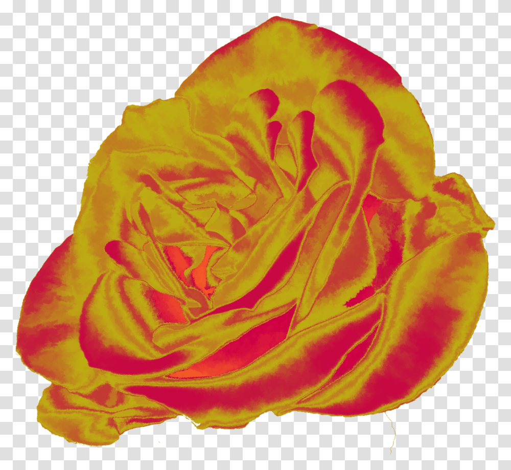 Orange And Yellow Rose Free Stock Photo Public Domain Pictures Garden Roses, Plant, Flower, Blossom, Petal Transparent Png