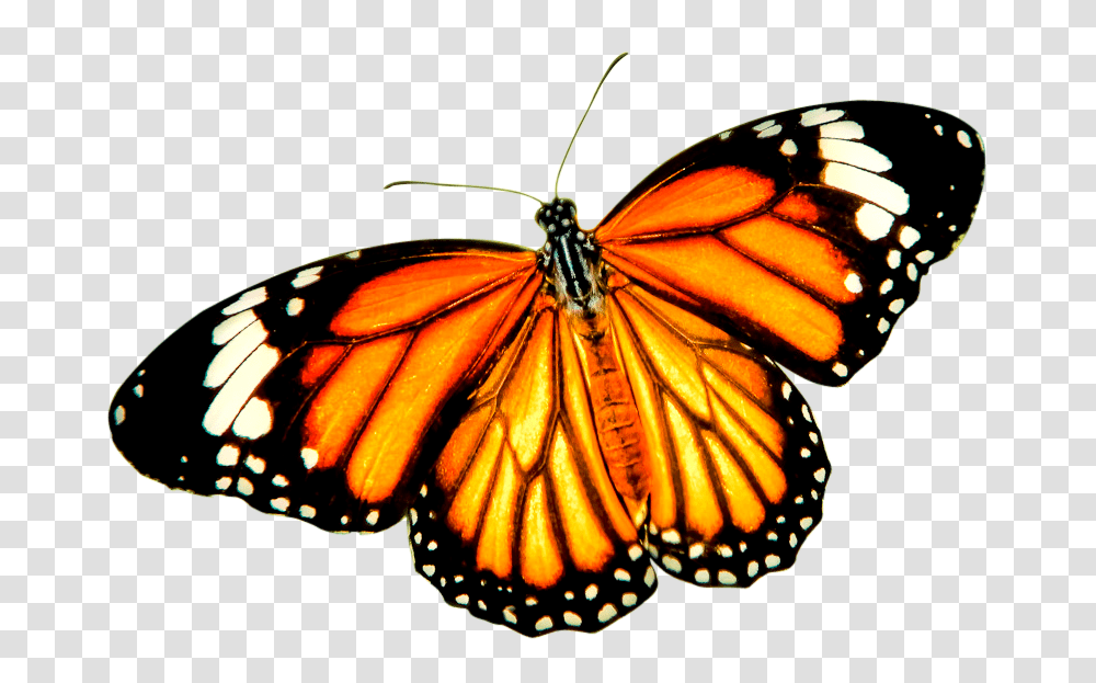 Orange Balck Butterfly Image Background Background Monarch Butterfly, Insect, Invertebrate, Animal Transparent Png