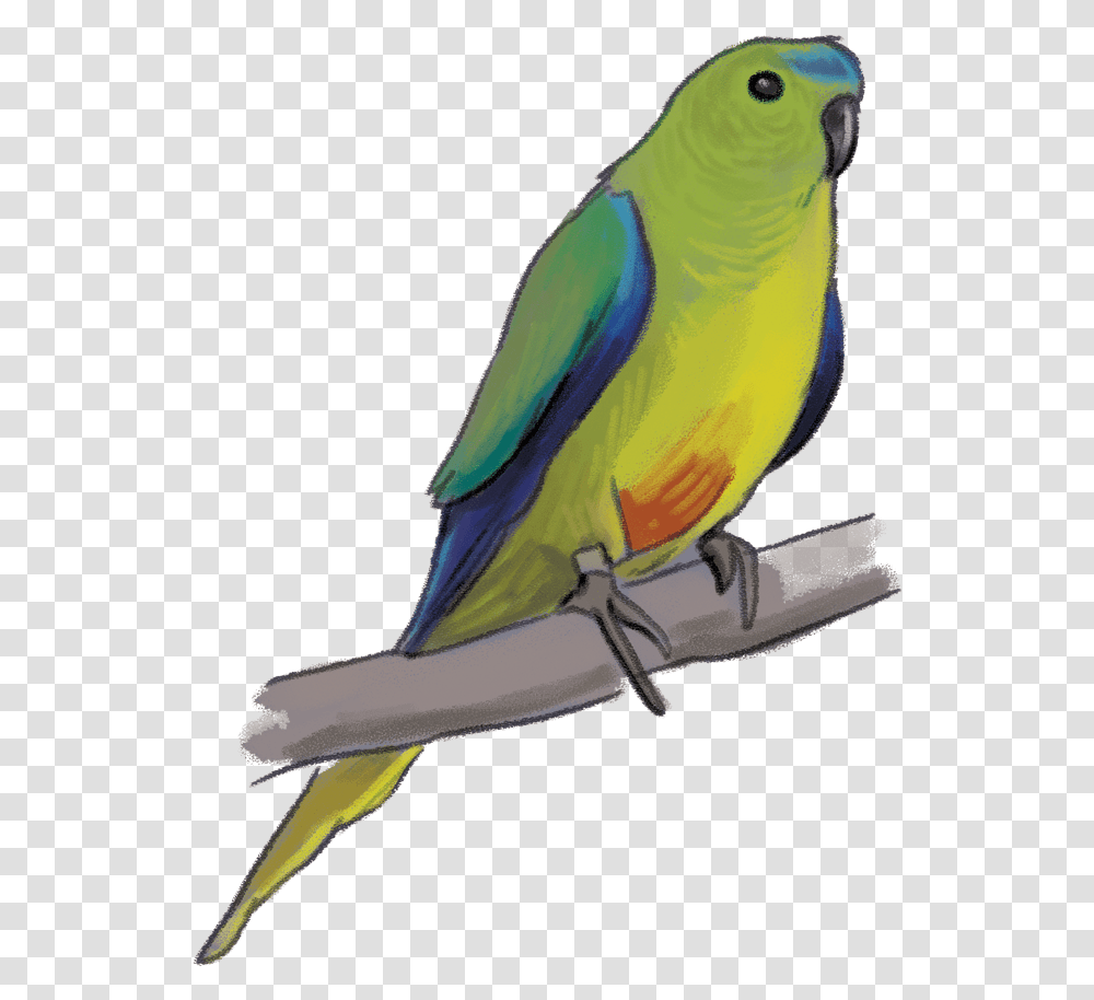 Orange Bellied Parrot, Bird, Animal, Macaw, Parakeet Transparent Png