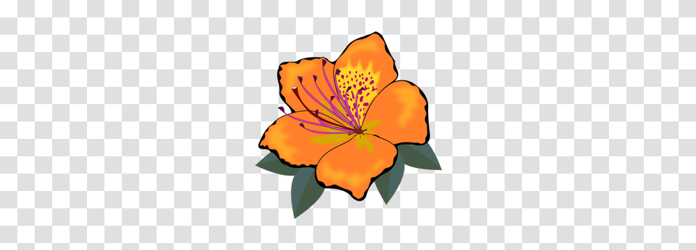 Orange Blossom Flower Clip Art, Plant, Anther, Petal, Hibiscus Transparent Png