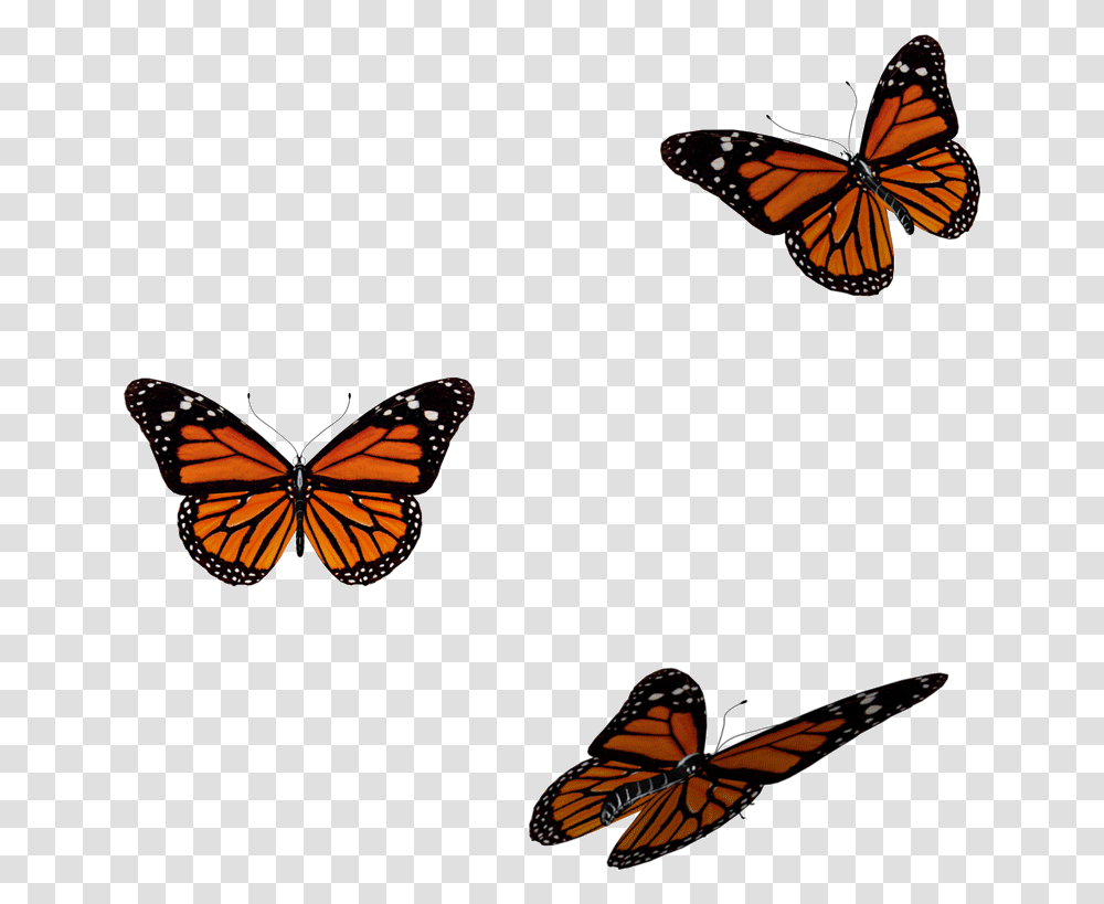 Orange Butterfly Gif, Monarch, Insect, Invertebrate, Animal Transparent Png