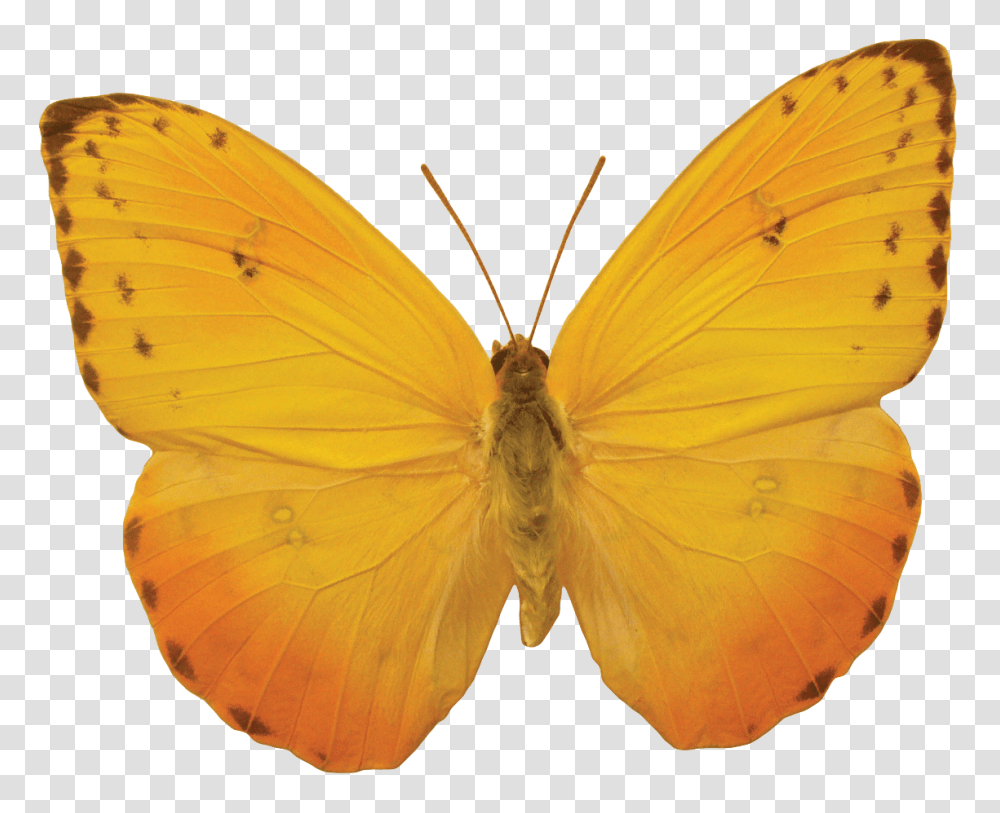 Orange Butterfly Image Butterflies Free Download Yellow Butterfly, Insect, Invertebrate, Animal, Moth Transparent Png