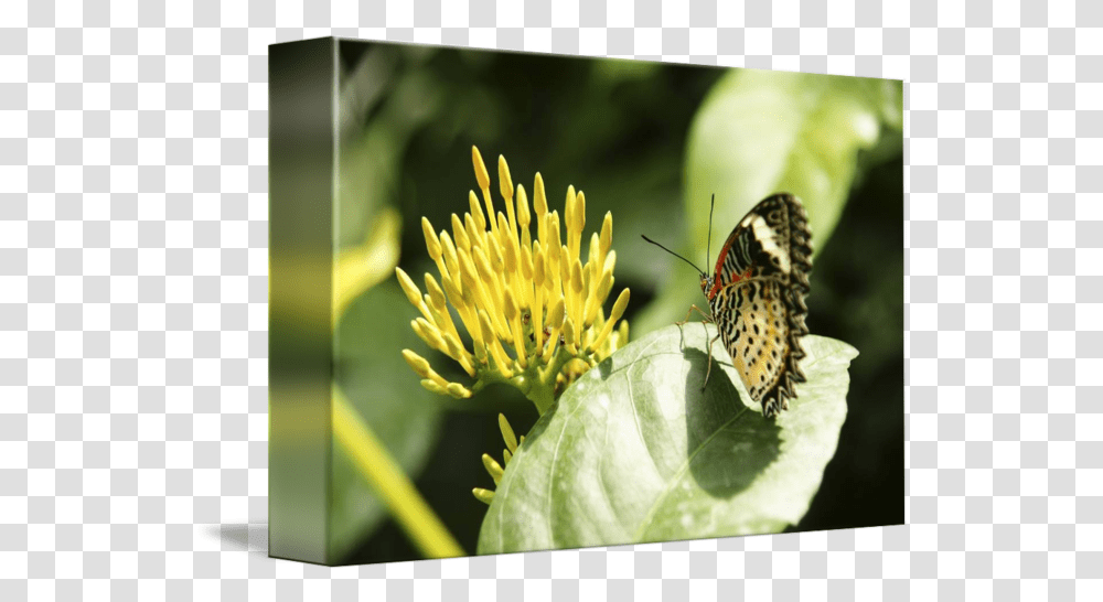 Orange Butterfly Looking Milkweed Butterflies, Insect, Invertebrate, Animal, Honey Bee Transparent Png