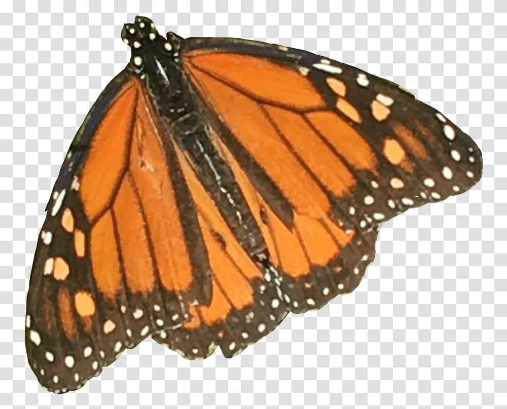 Orange Butterfly Monarch Nature Aesthetic Moodboard Monarch Butterfly, Insect, Invertebrate, Animal, Lamp Transparent Png