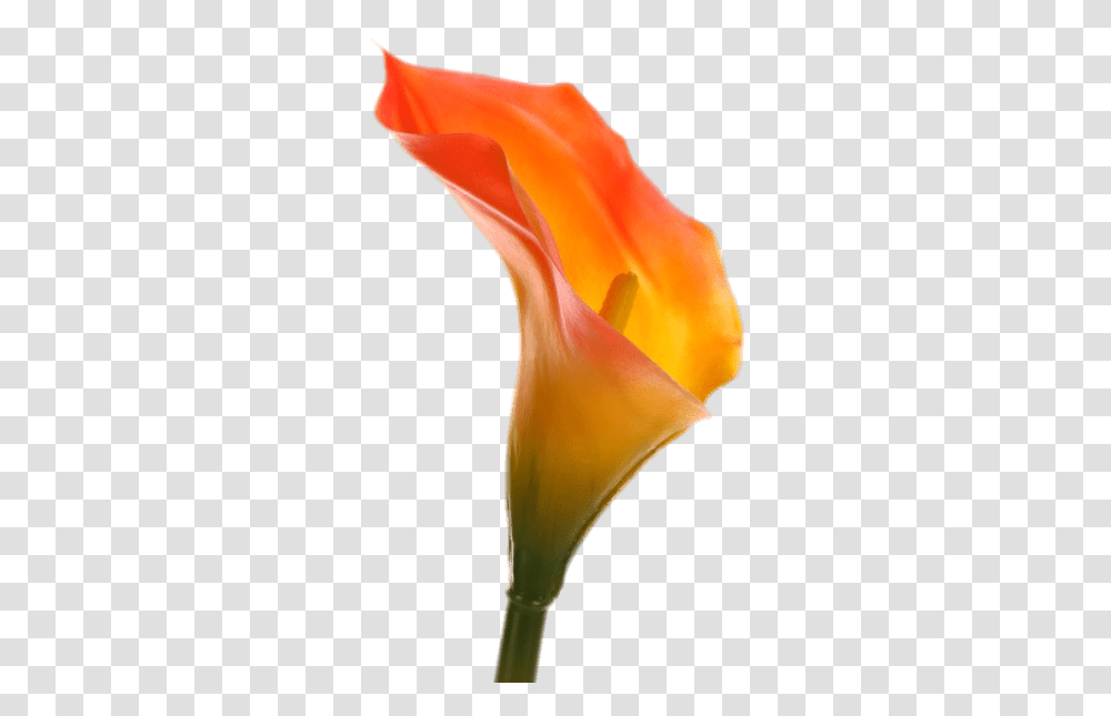 Orange Calla Lily, Plant, Petal, Flower, Blossom Transparent Png