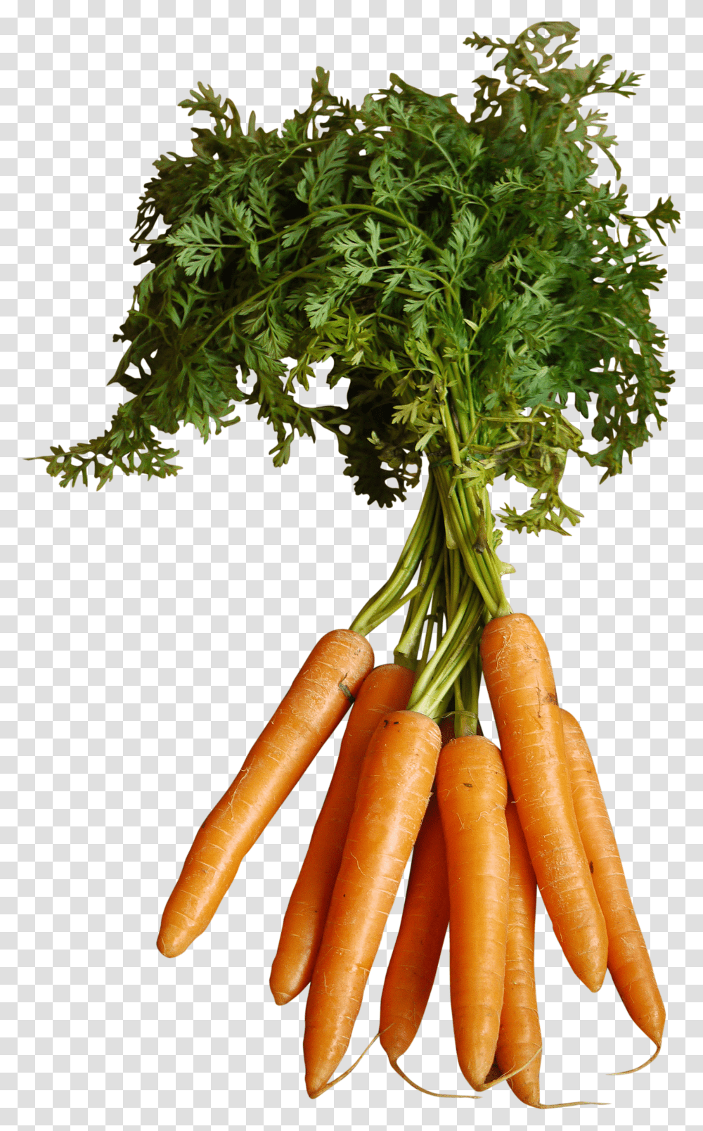 Orange Carrots With Stem Carrot Transparent Png