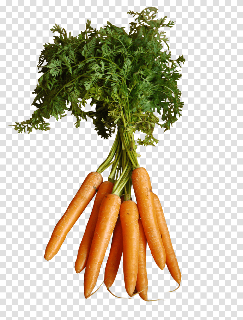 Orange Carrots With Stem Image Purepng Free Transparent Png