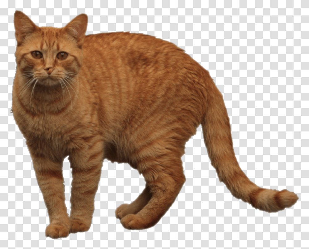 Orange Cat 1 Image Tabby Cat Background, Manx, Pet, Mammal, Animal Transparent Png