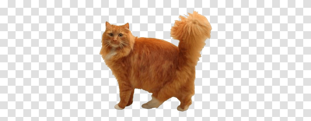 Orange Cat Background, Mammal, Animal, Pet, Manx Transparent Png