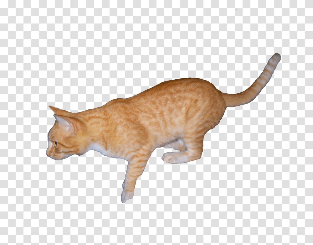 Orange Cat Cat Yawns, Manx, Pet, Mammal, Animal Transparent Png