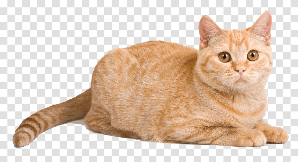 Orange Cat Laying Down, Manx, Pet, Mammal, Animal Transparent Png