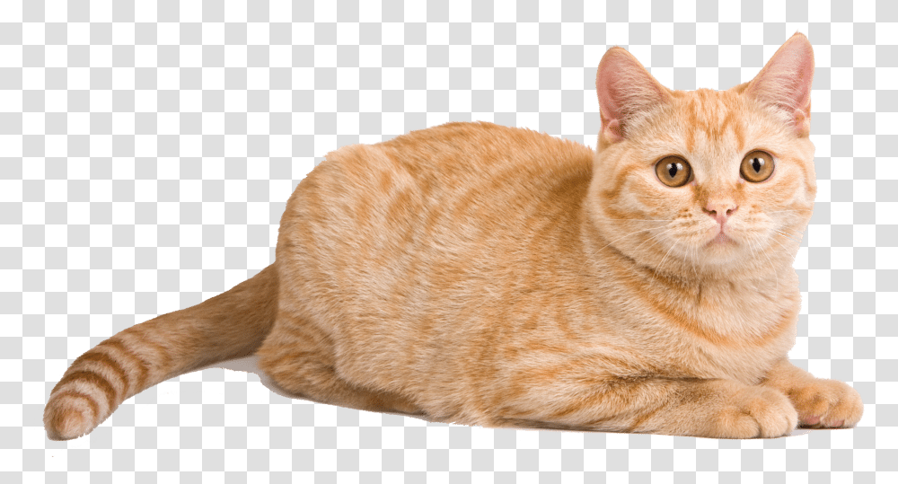 Orange Cat Lying Down, Manx, Pet, Mammal, Animal Transparent Png