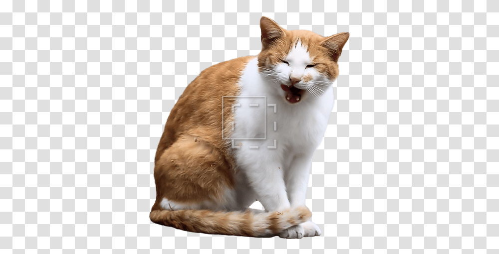 Orange Cat Yawning Cat Entourage, Pet, Mammal, Animal, Manx Transparent Png