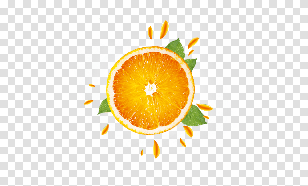Orange Clementine, Citrus Fruit, Plant, Food, Grapefruit Transparent Png
