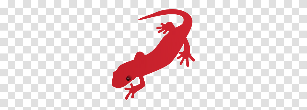 Orange Clipart Salamander, Gecko, Lizard, Reptile, Animal Transparent Png