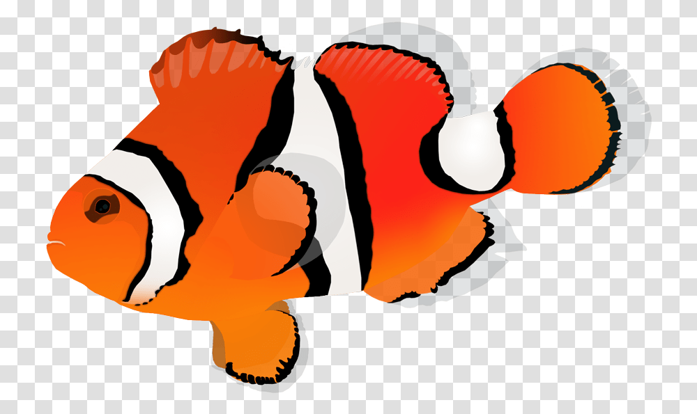 Orange Clownfish Clownfish, Animal, Amphiprion, Sea Life, Person Transparent Png