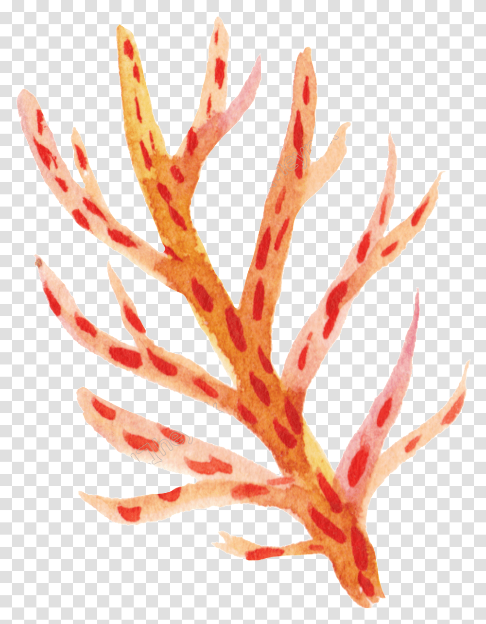 Orange Coral Coral Clip Art Background, Plant, Flower, Blossom, Person Transparent Png