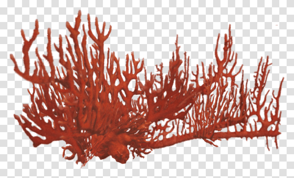Orange Coral Coral Reef Red, Nature, Outdoors, Sponge Animal, Invertebrate Transparent Png