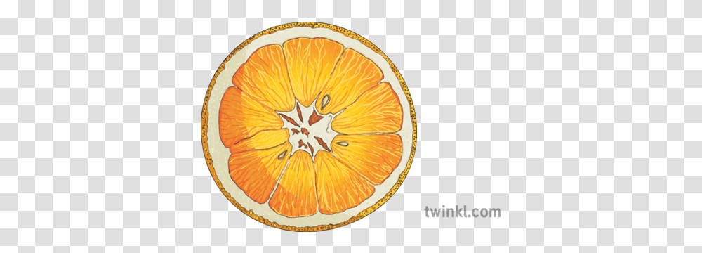 Orange Cross Section Segment Sac Juice Fruit Citric Citrus Orange Fruit Cross Section, Citrus Fruit, Plant, Food, Grapefruit Transparent Png