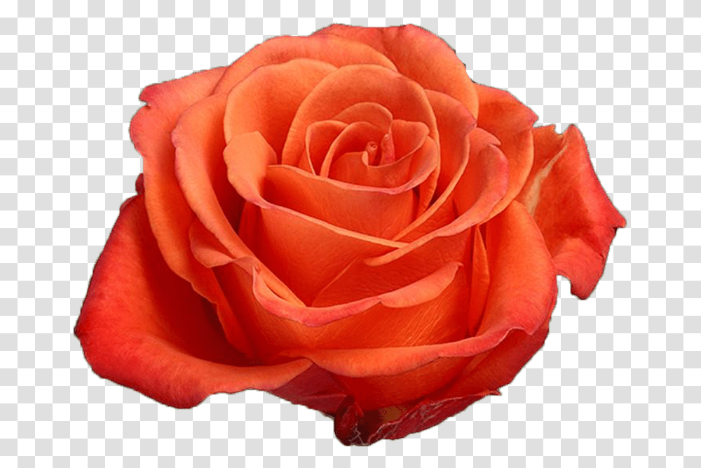 Orange Crush Orange Rose Orange Roses, Flower, Plant, Blossom, Petal Transparent Png