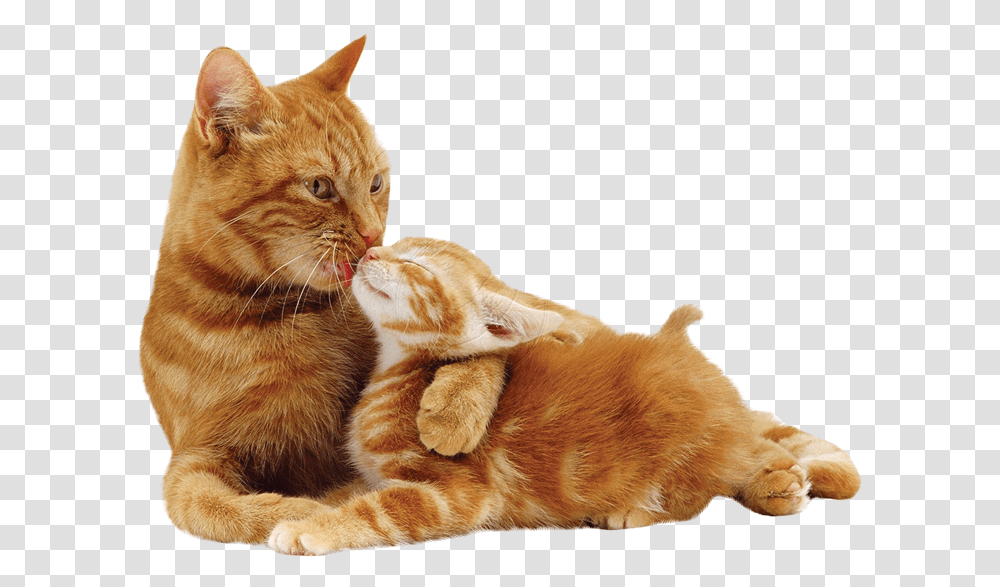 Orange European Shorthair Cat, Pet, Mammal, Animal, Kitten Transparent Png
