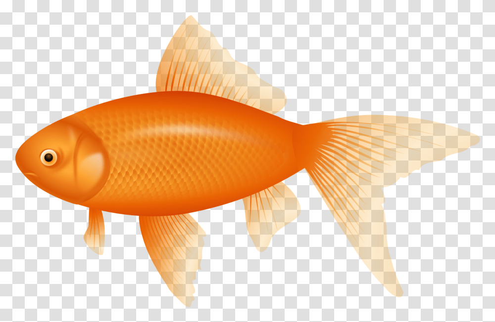 Orange Fish Clipart Cartoon Background Fish, Goldfish, Animal, Fungus Transparent Png
