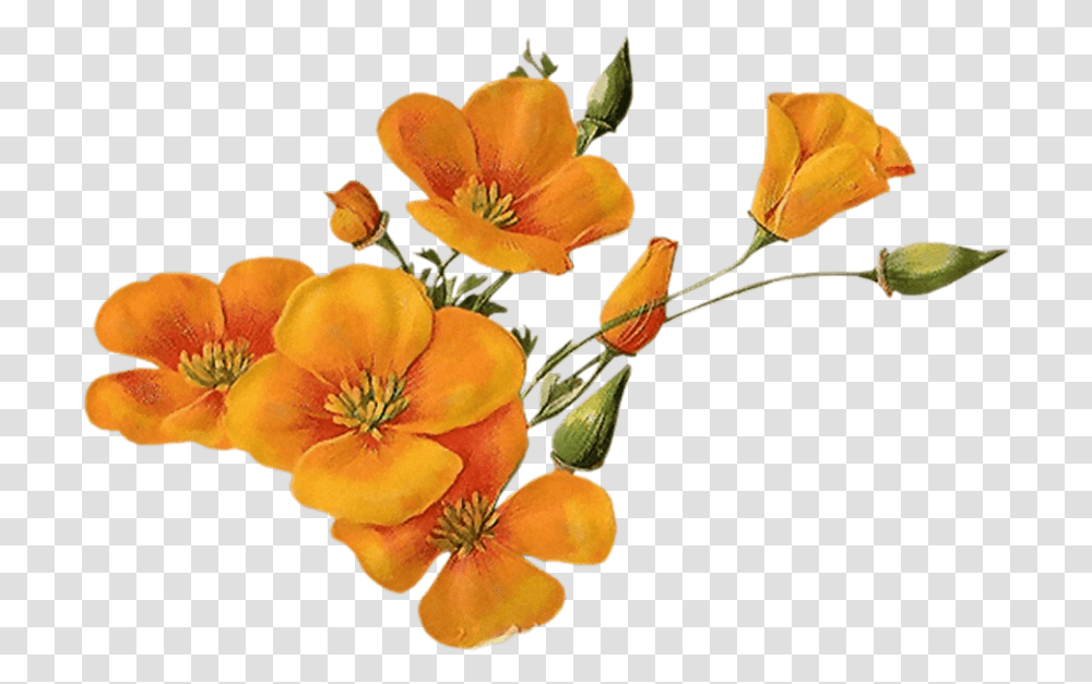 Orange Flower Background Orange Flowers, Plant, Flower Arrangement, Flower Bouquet Transparent Png