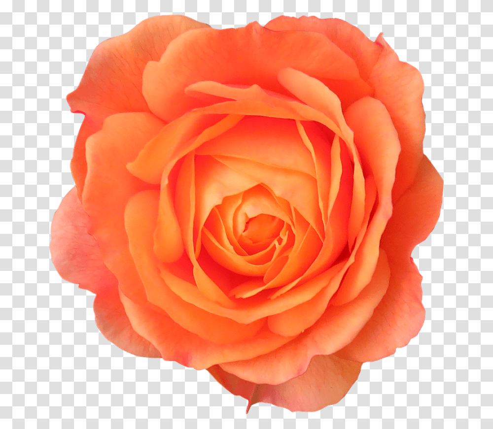Orange Flower Background, Rose, Plant, Blossom, Petal Transparent Png