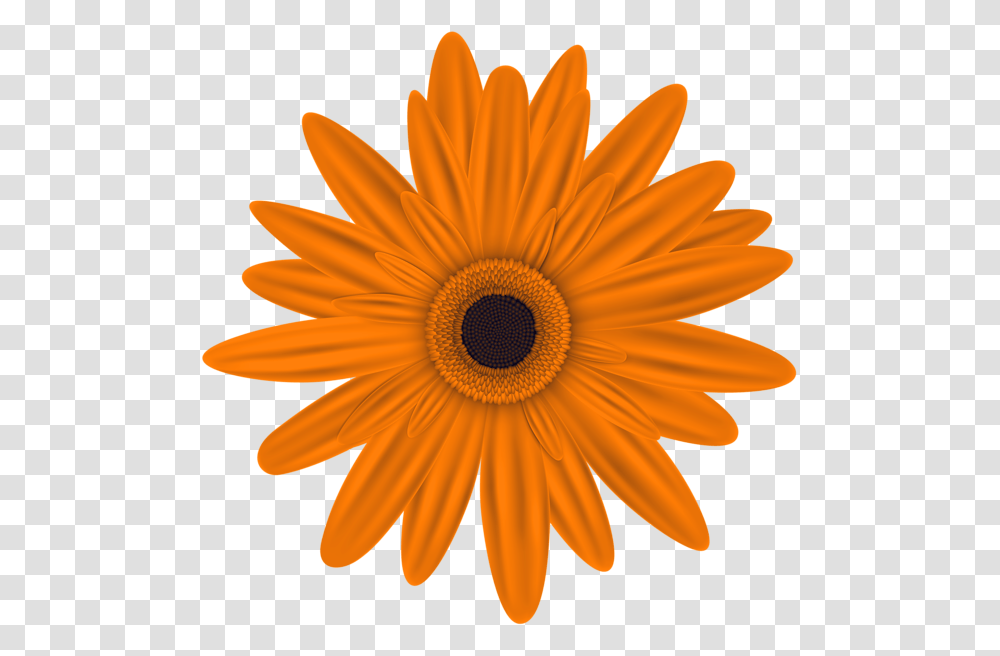 Orange Flower Clip Art Image Aa Flores Orange, Plant, Blossom, Daisy, Daisies Transparent Png