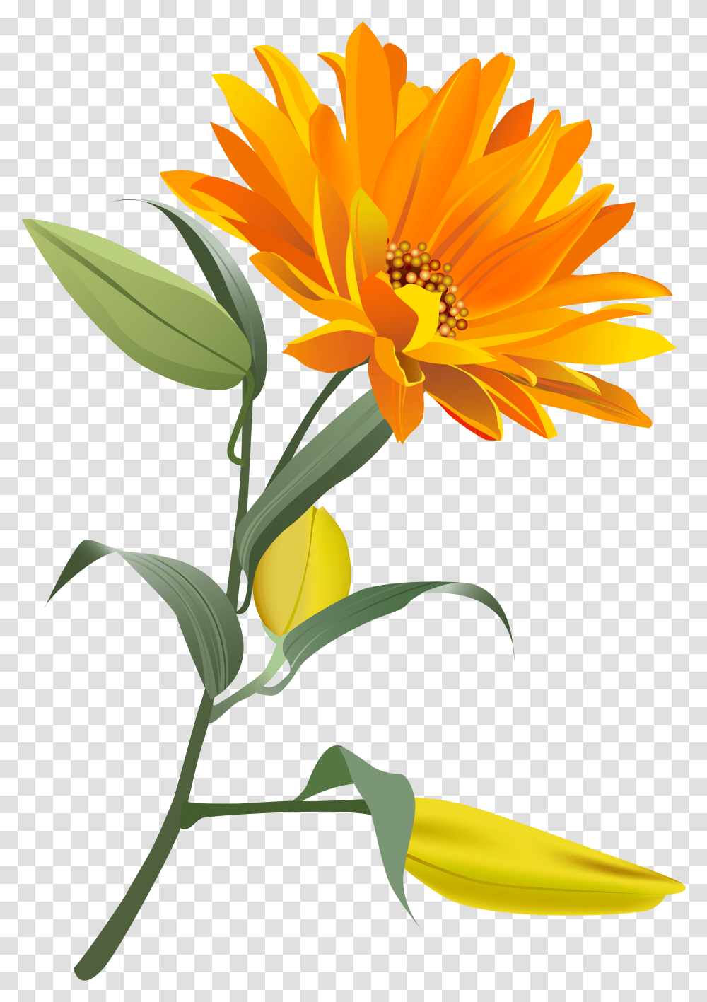 Orange Flower Clip Art Image Gallery Yopriceville Background Orange Flower, Plant, Blossom, Petal, Daisy Transparent Png