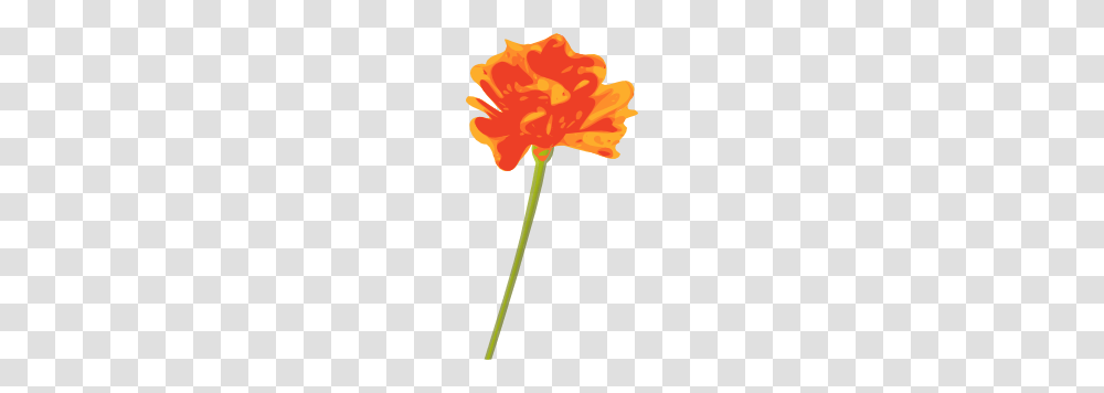 Orange Flower Clip Art, Plant, Blossom, Carnation, Petal Transparent Png