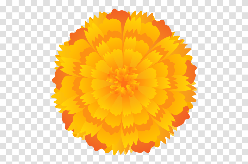 Orange Flower Clip Art, Plant, Blossom, Carnation, Petal Transparent Png