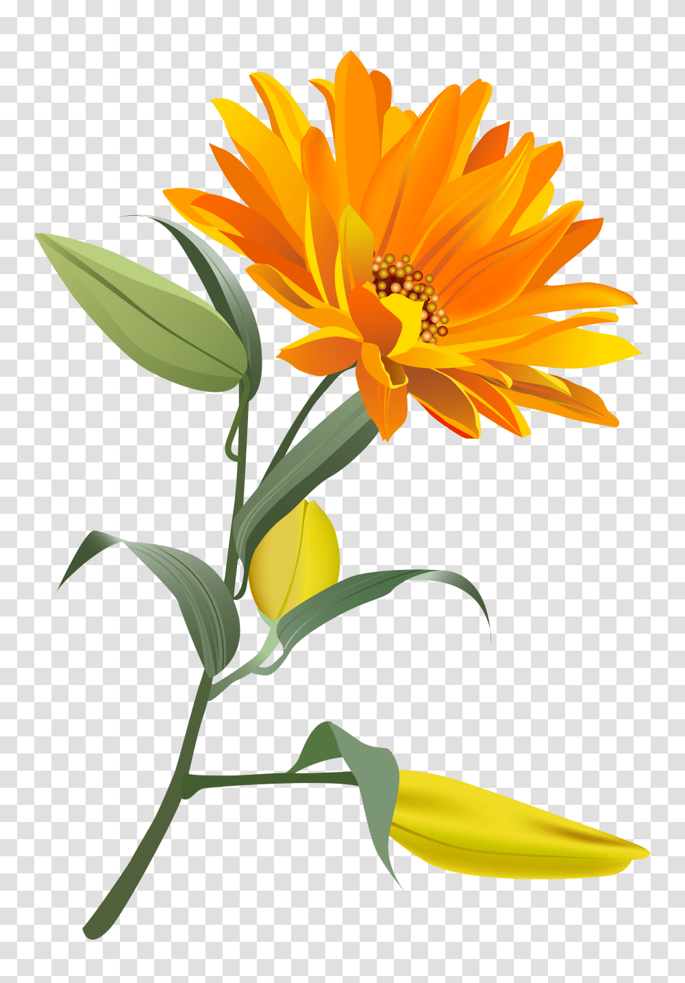 Orange Flower Clip Art, Plant, Blossom, Honey Bee Transparent Png