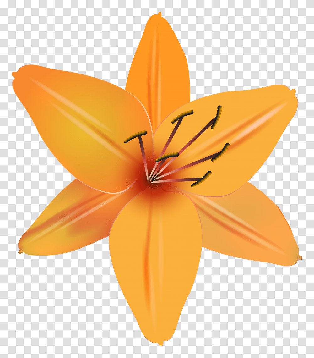 Orange Flower Clip Art, Plant, Blossom, Lily, Petal Transparent Png