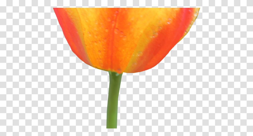 Orange Flower Clipart Background Flower Tulip, Plant, Blossom, Lamp Transparent Png