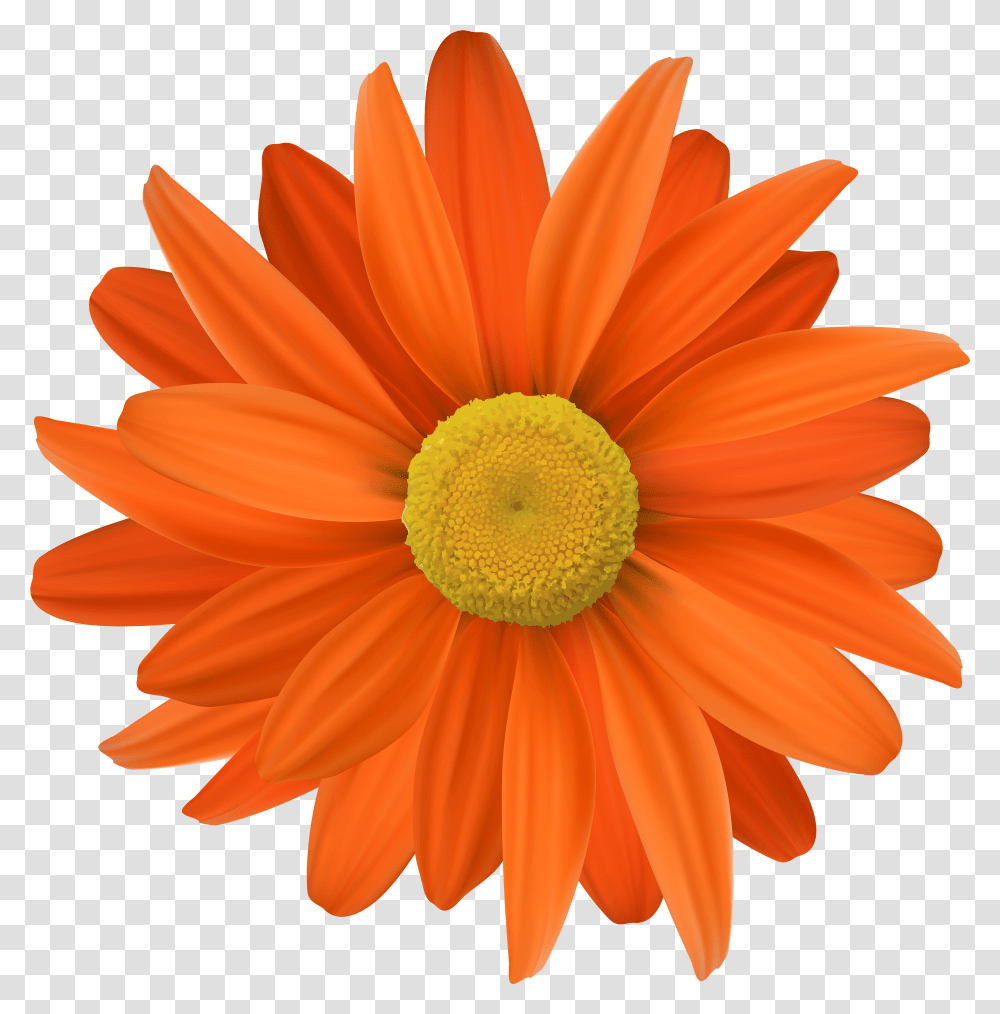 Orange Flower Clipart Background Orange Flower Transparent Png