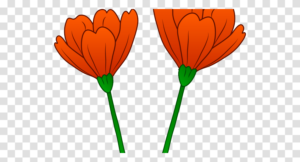 Orange Flower Clipart Clip Art, Plant, Blossom, Petal, Daisy Transparent Png