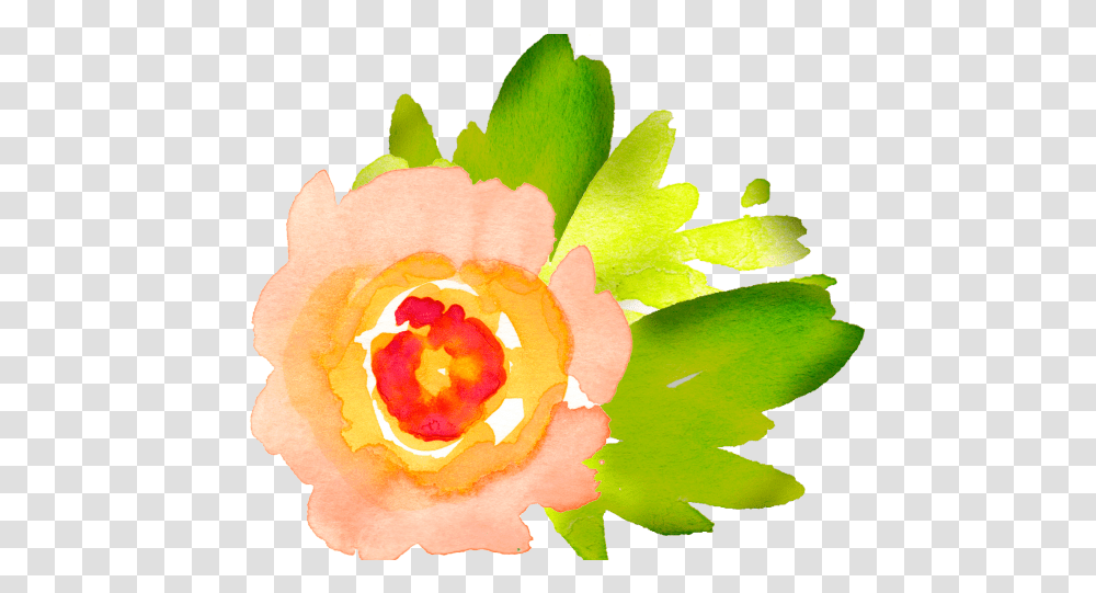 Orange Flower Clipart Individual Download Clip Art Watercolor Flower Background, Plant, Rose, Blossom, Leaf Transparent Png