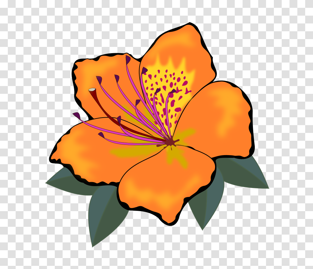 Orange Flower Clipart One Flower, Plant, Blossom, Petal, Geranium Transparent Png