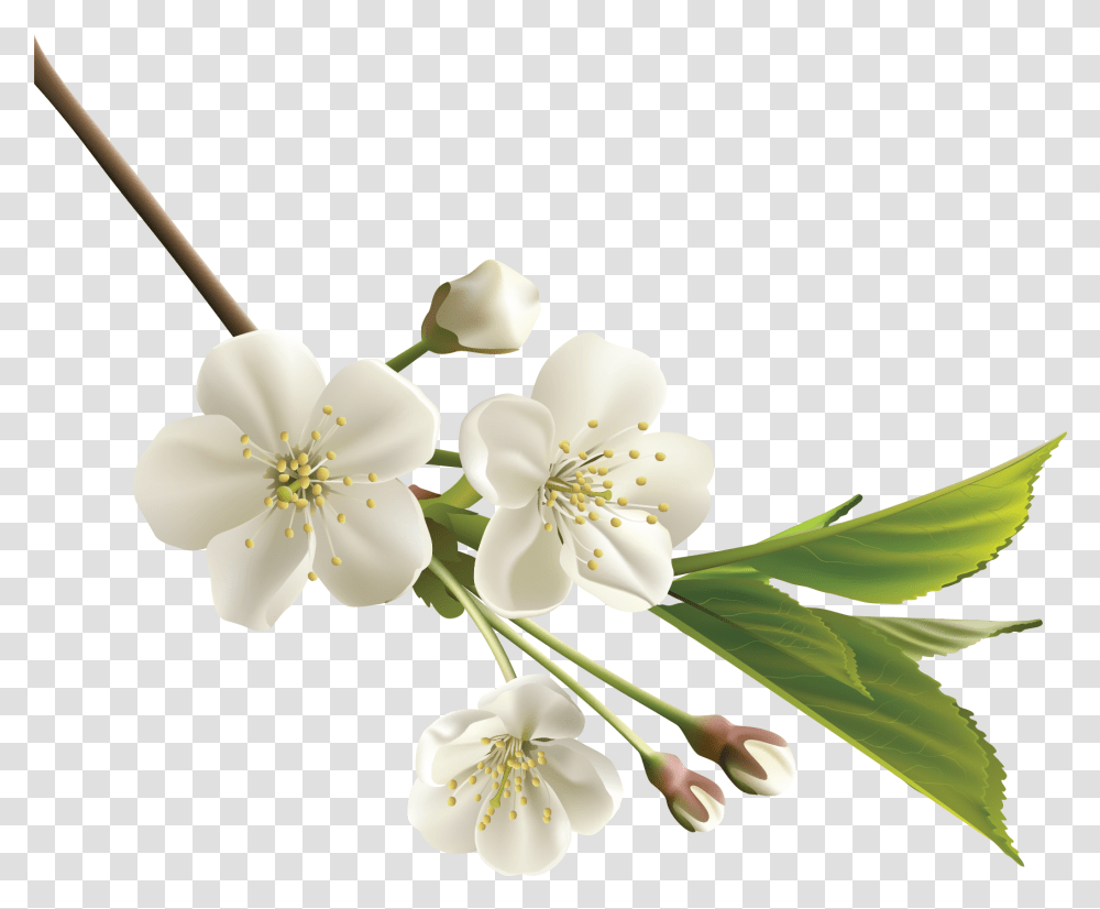 Orange Flower Clipart Realistic Flower Cherry Blossom White, Plant, Anther, Pollen, Petal Transparent Png