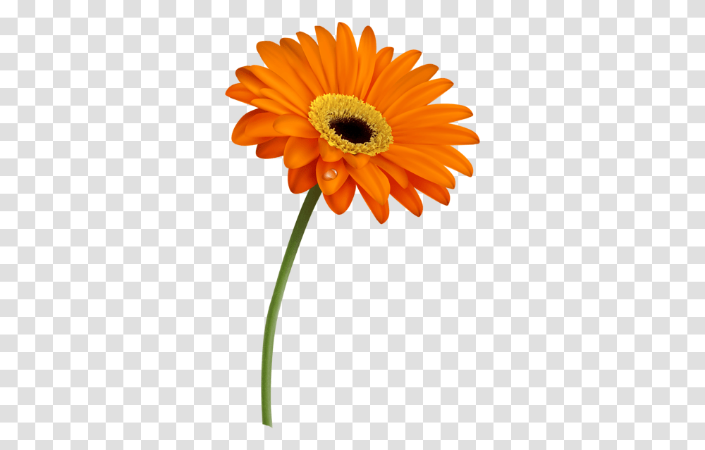 Orange Flower Clipart Single 22 Flowers, Plant, Daisy, Daisies, Blossom Transparent Png