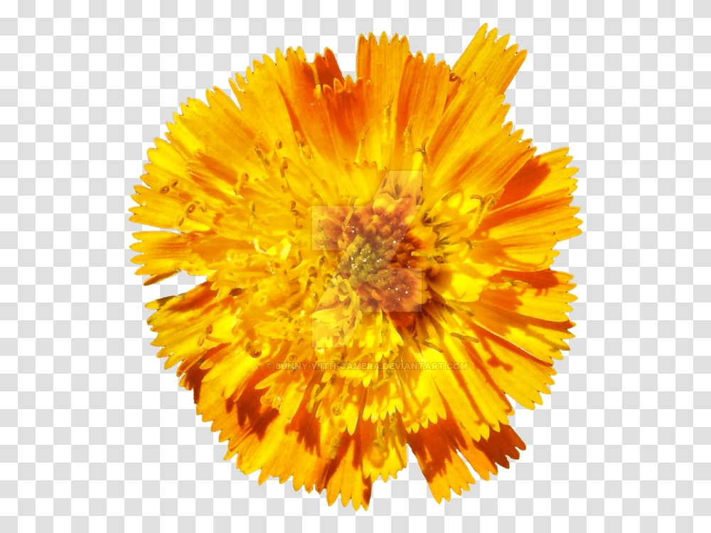 Orange Flower Dandelion, Plant, Blossom, Pollen, Asteraceae Transparent Png