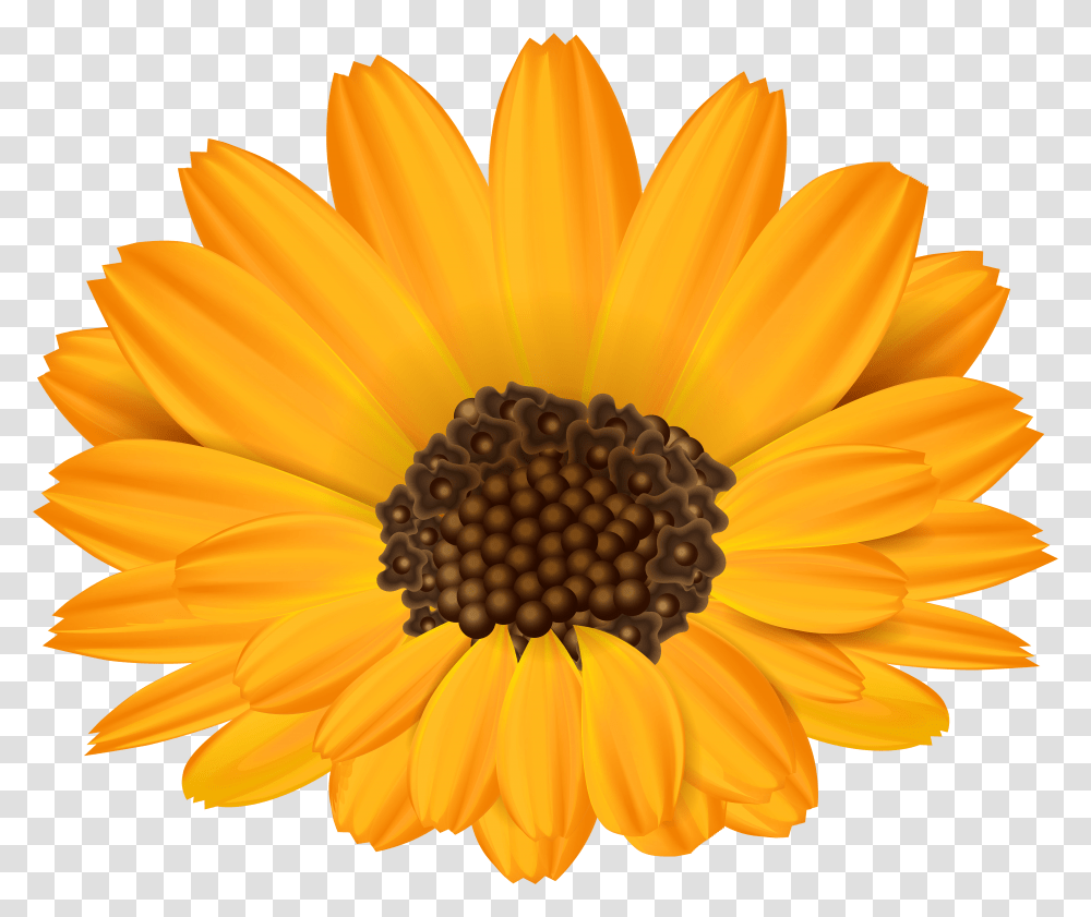 Orange Flower Free Clipart Orange Flowers Transparent Png