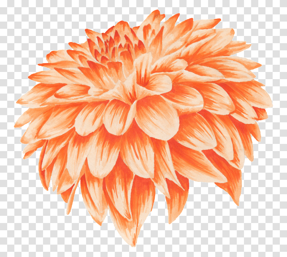 Orange Flower Petal Portable Network Graphics, Dahlia, Plant, Blossom, Geranium Transparent Png