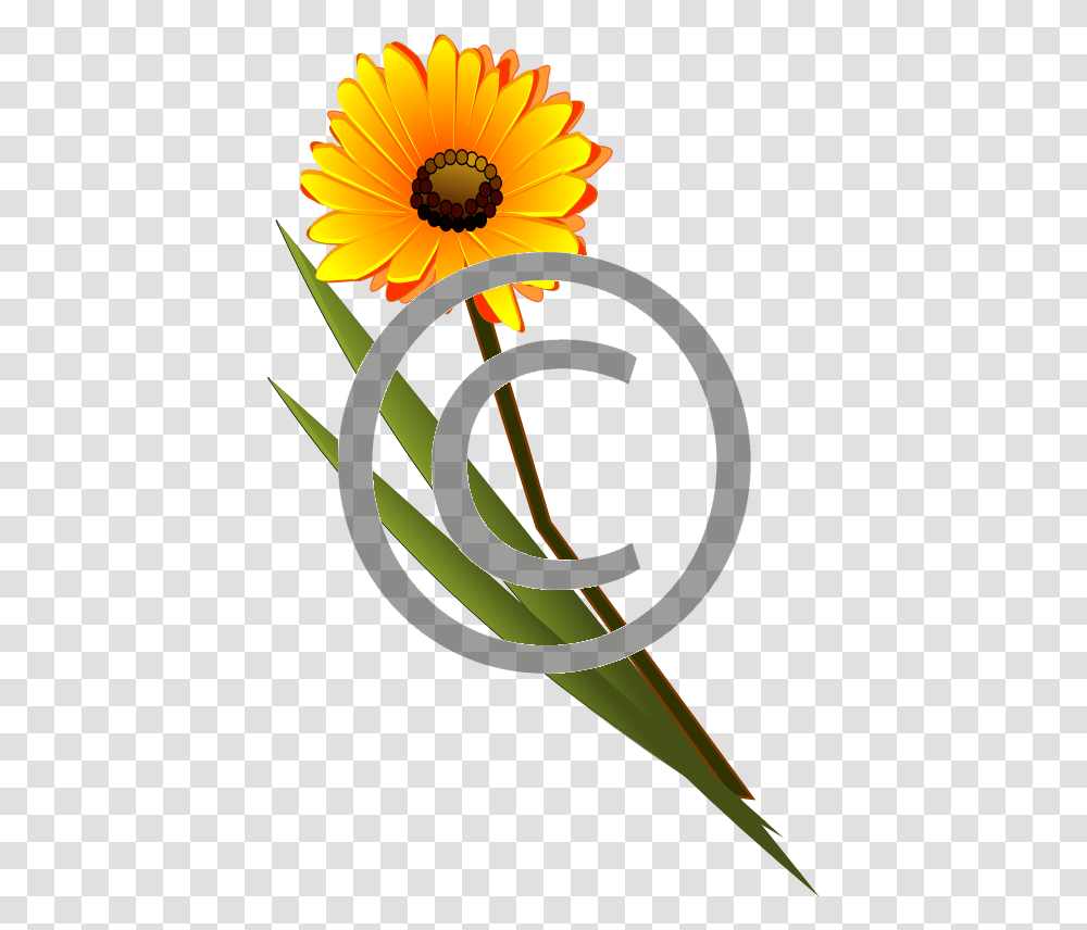 Orange Flower, Plant, Blossom, Sunflower, Daisy Transparent Png