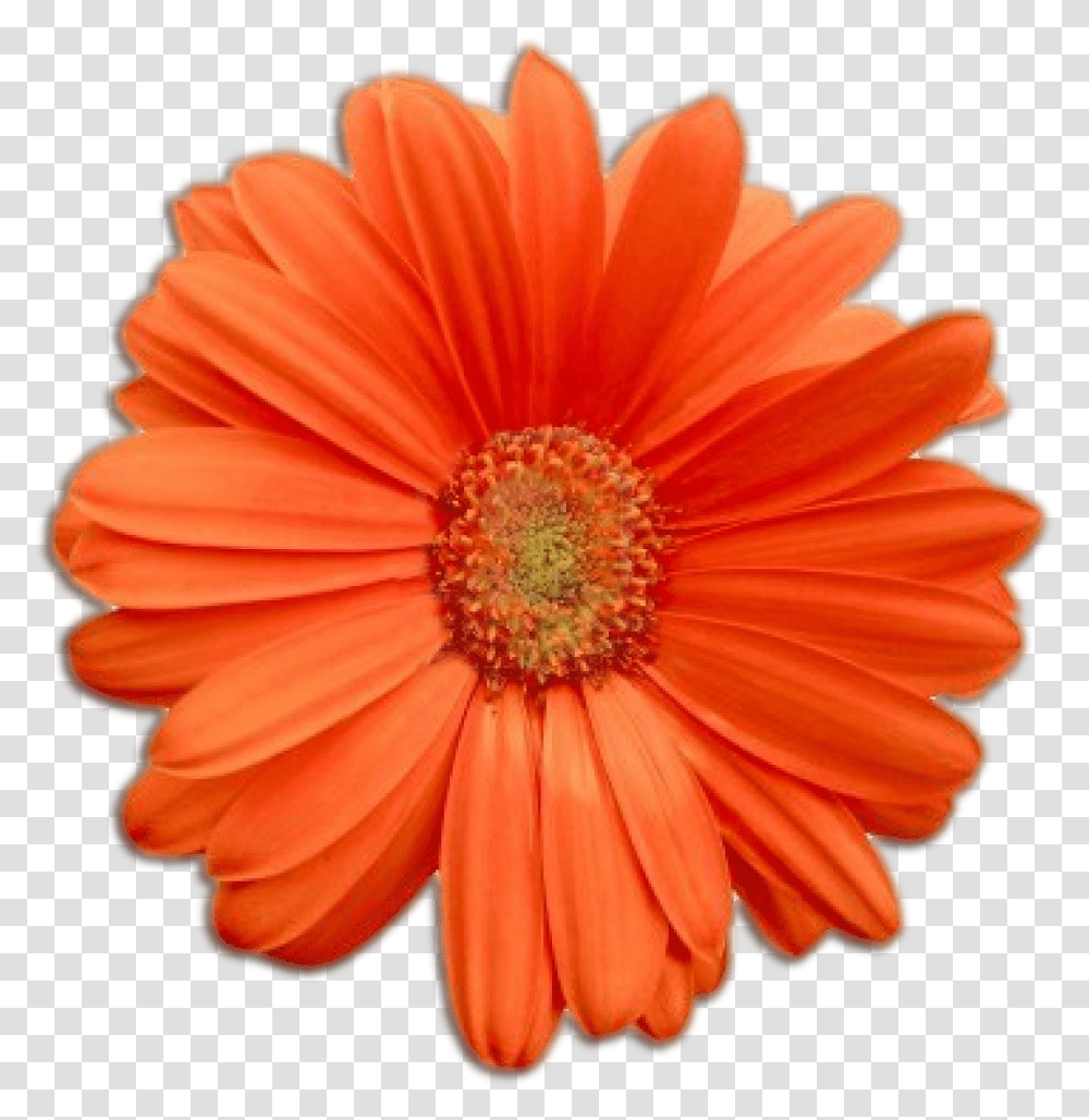 Orange Flower Real Flower, Plant, Daisy, Daisies, Blossom Transparent Png