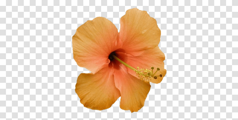 Orange Flowerlei Aesthetic Sticker By Onii Chan Shoeblackplant, Hibiscus, Blossom, Anther, Petal Transparent Png
