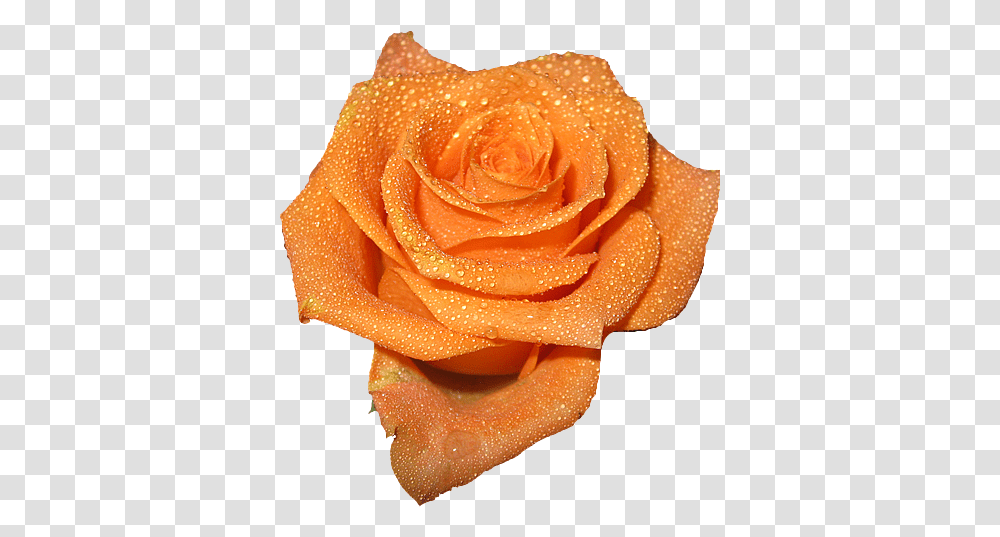 Orange Flowers, Rose, Plant, Blossom, Petal Transparent Png