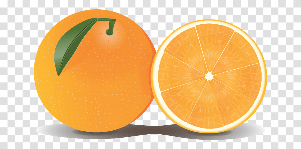 Orange Free To Use Clip Art, Citrus Fruit, Plant, Food, Grapefruit Transparent Png