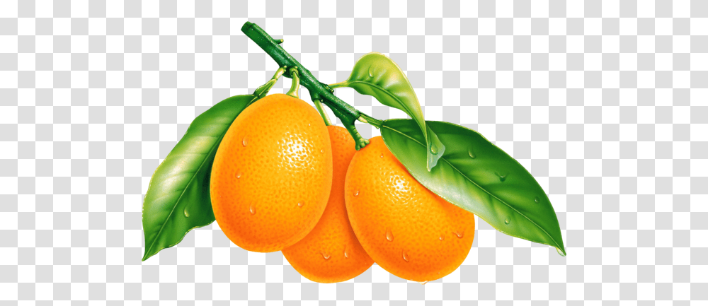 Orange, Fruit, Citrus Fruit, Plant, Food Transparent Png